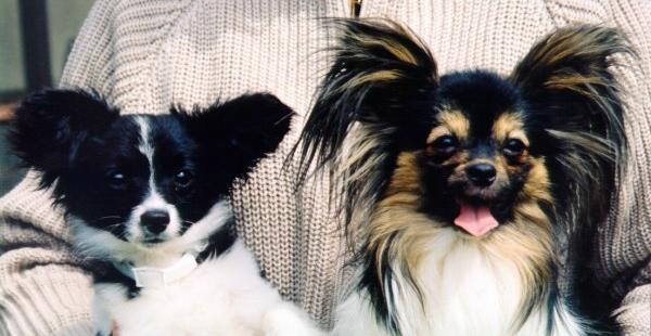 VINNY, 5 MONTH OLD PAPILLON PUPPY (left) VISITS WITH OUR OWN BUTCH